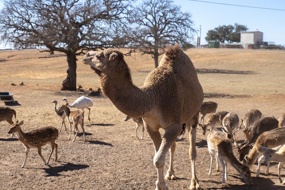 a group of animals that are standing in the dirt