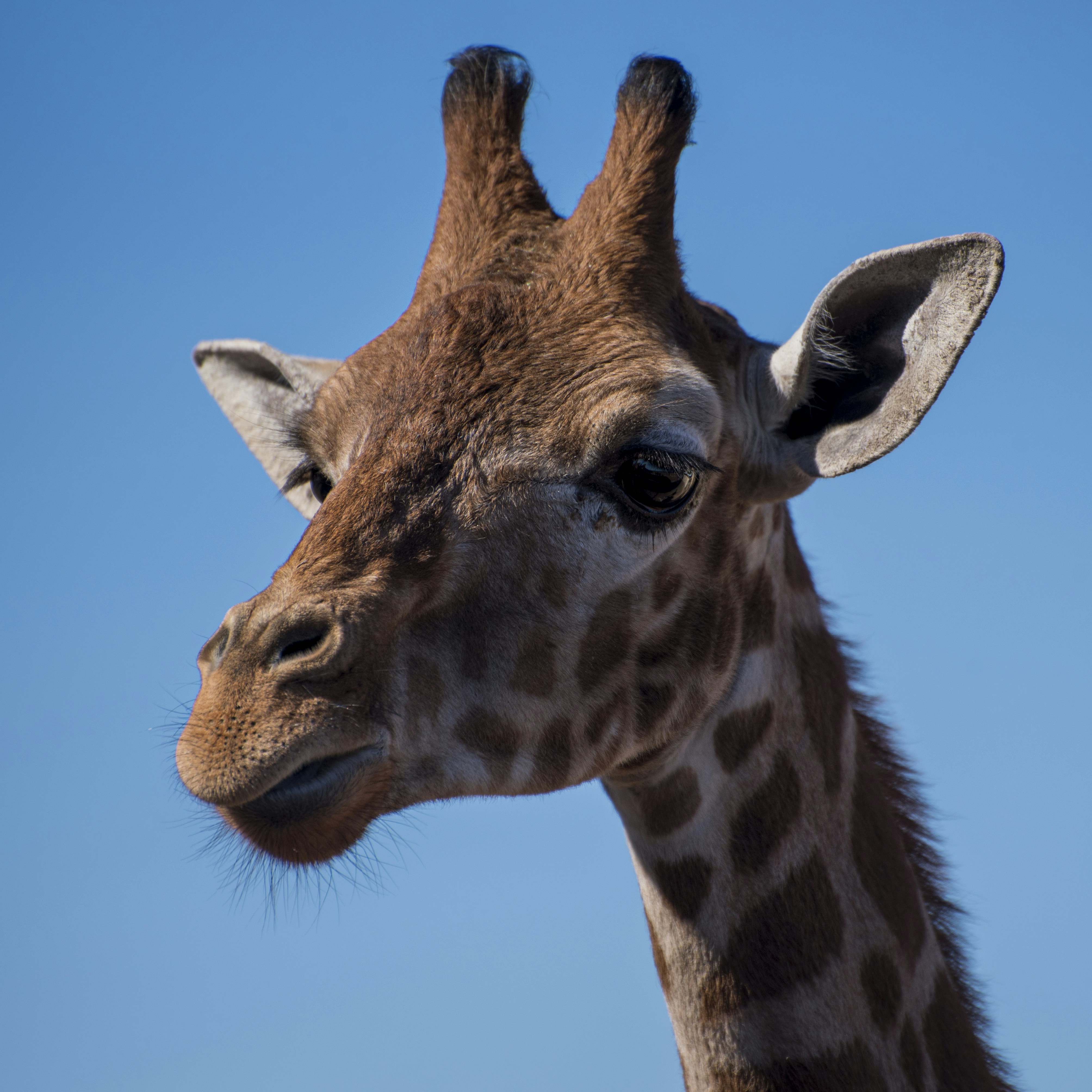 a close up of a giraffe with a sky background