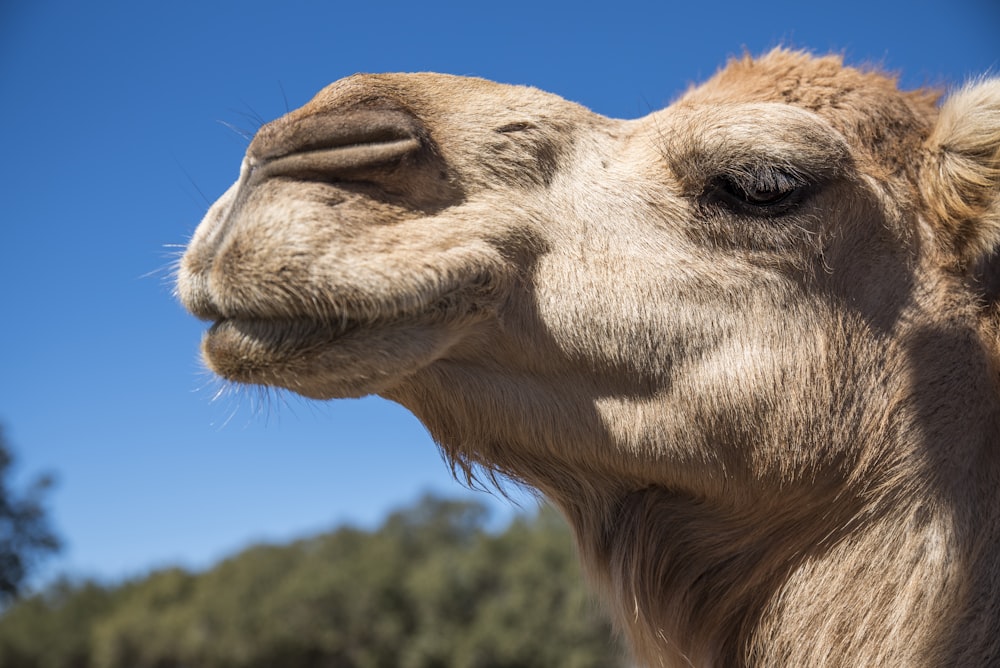 a close up of a camel with trees in the background