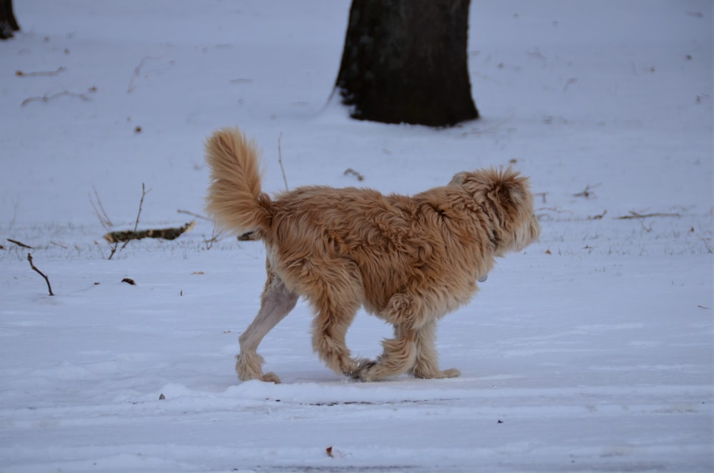 a dog is walking in the snow near a tree