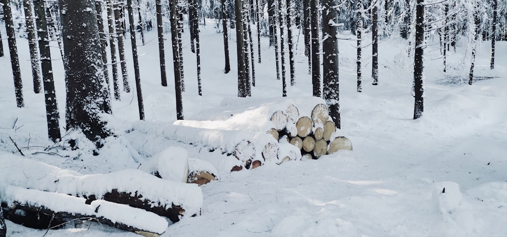 a forest filled with lots of trees covered in snow