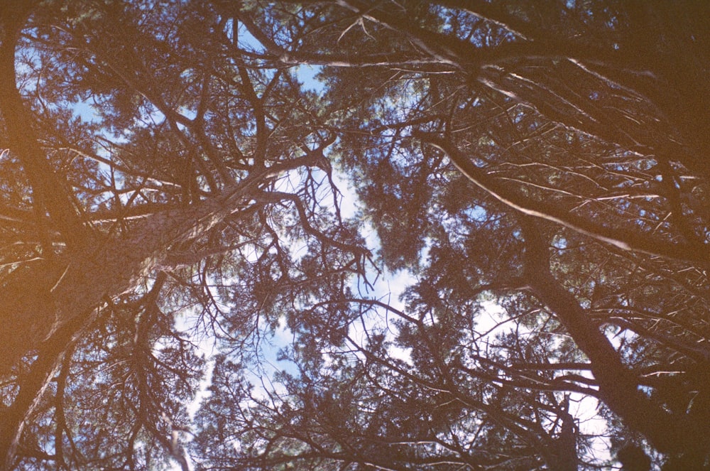 looking up at the branches of a pine tree