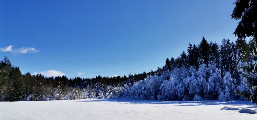 a snow covered field with trees in the background