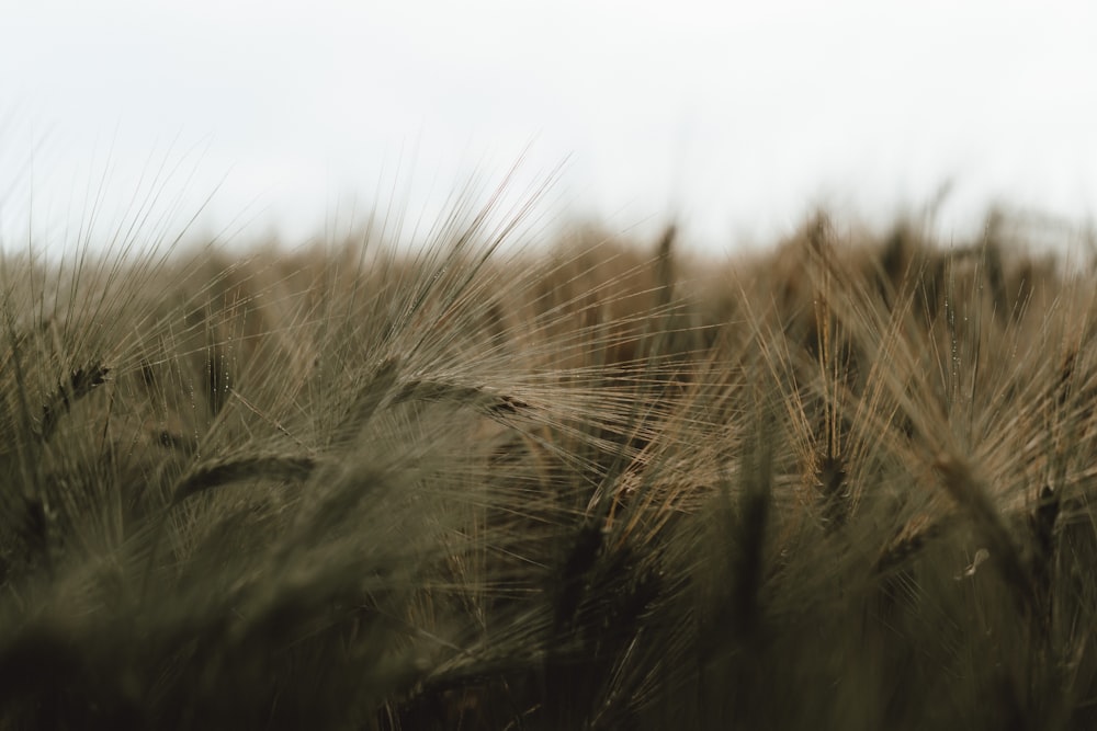 a blurry photo of a field of wheat