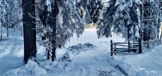a snowy path in the woods with a wooden gate