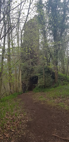 Moss-covered ruins of a once lively rural structure hidden in dense forest.