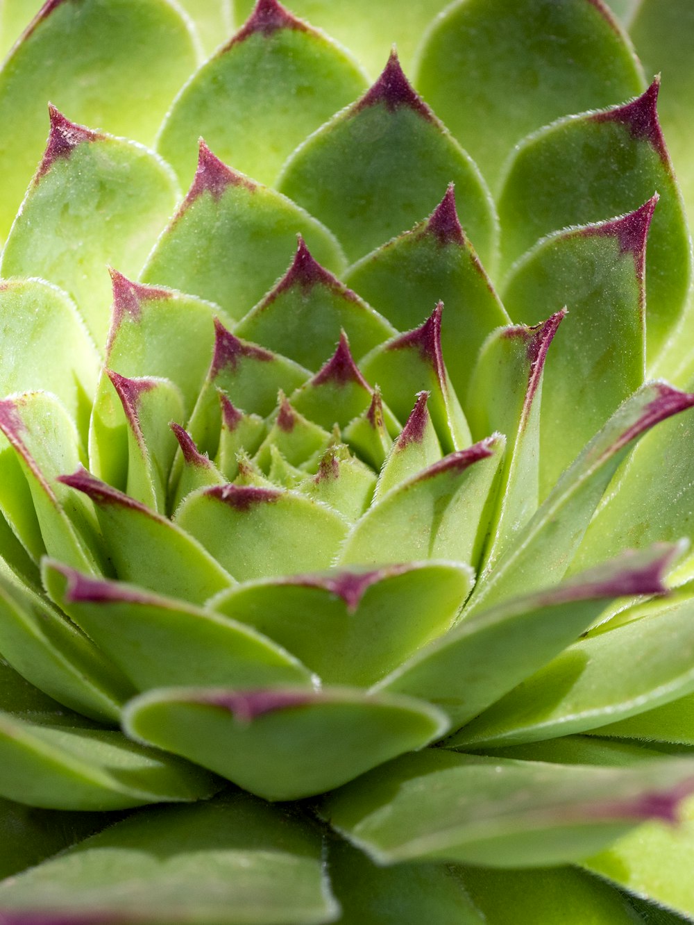 a close up of a green plant with red tips