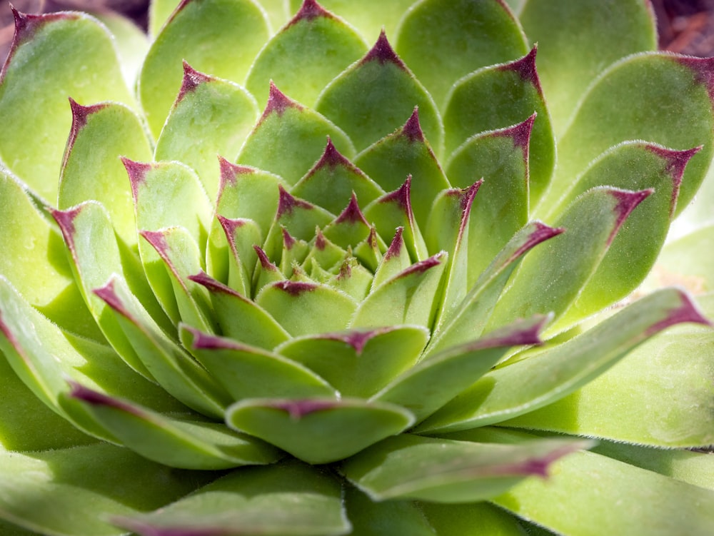 a close up of a green plant with red tips