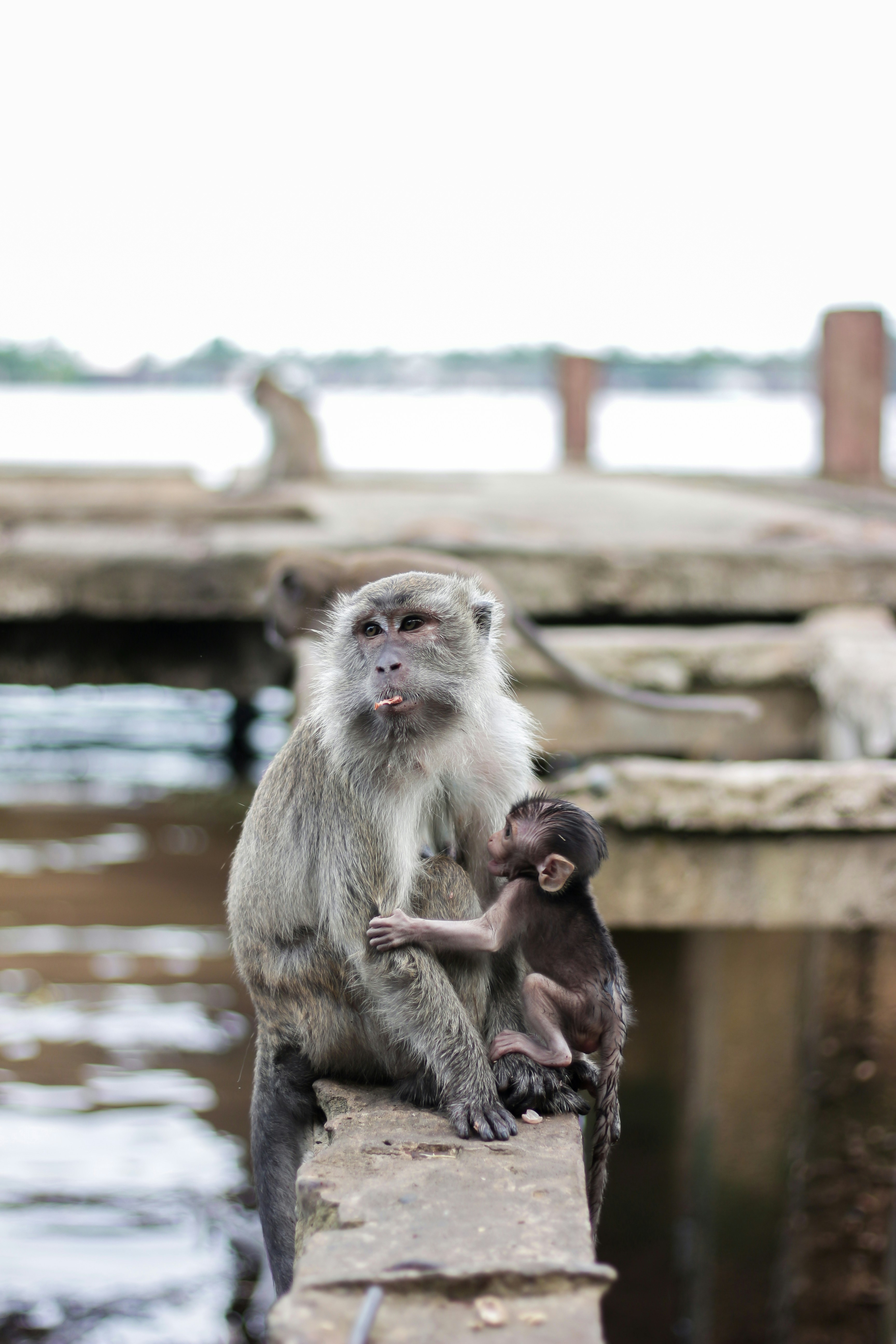 a couple of monkeys sitting on top of a wooden dock
