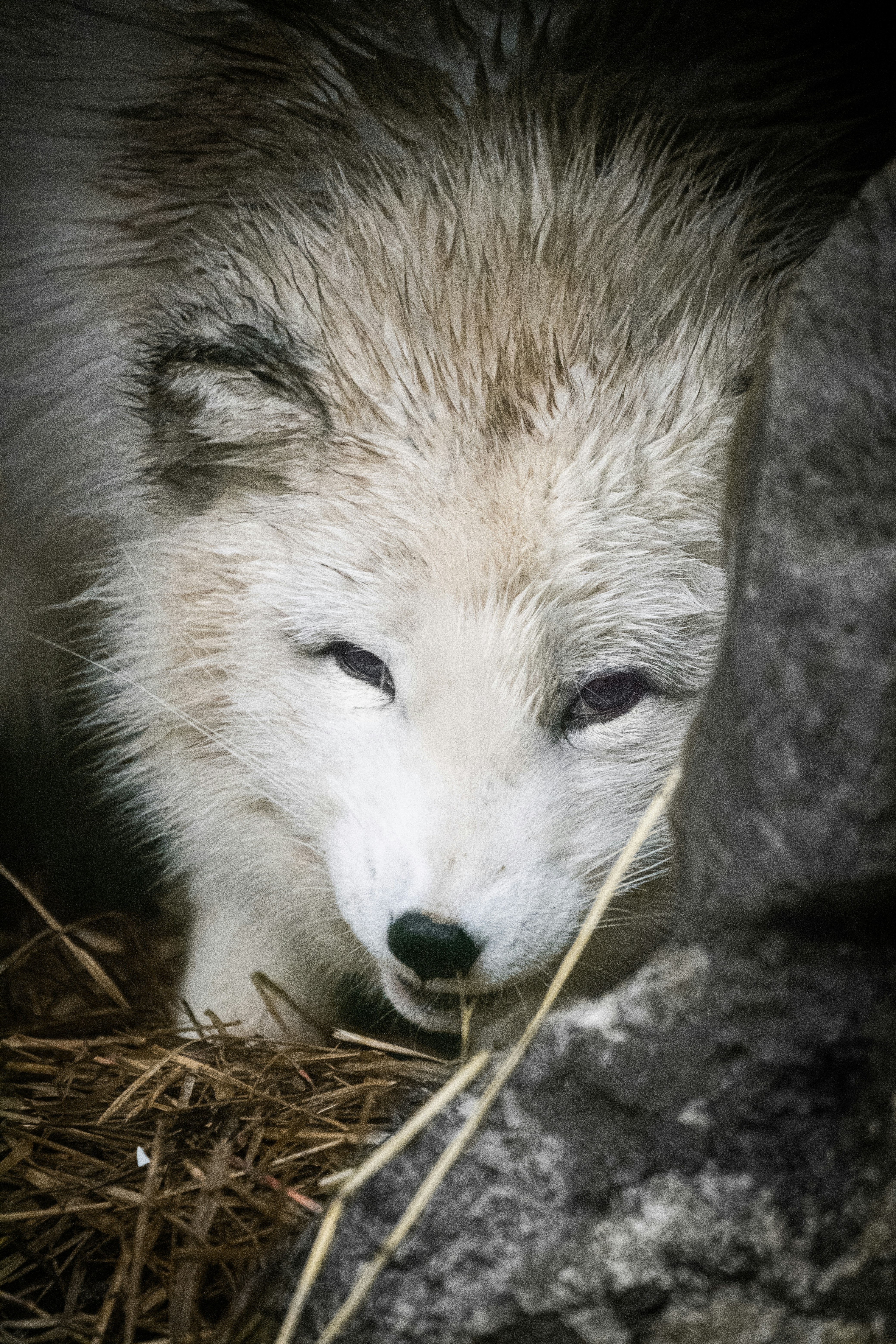 Un primer plano de un pequeño animal cerca de una roca