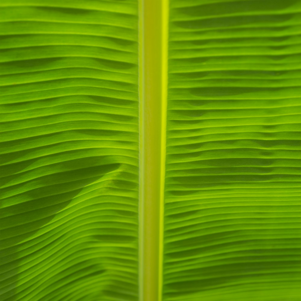 un primo piano di una grande foglia verde