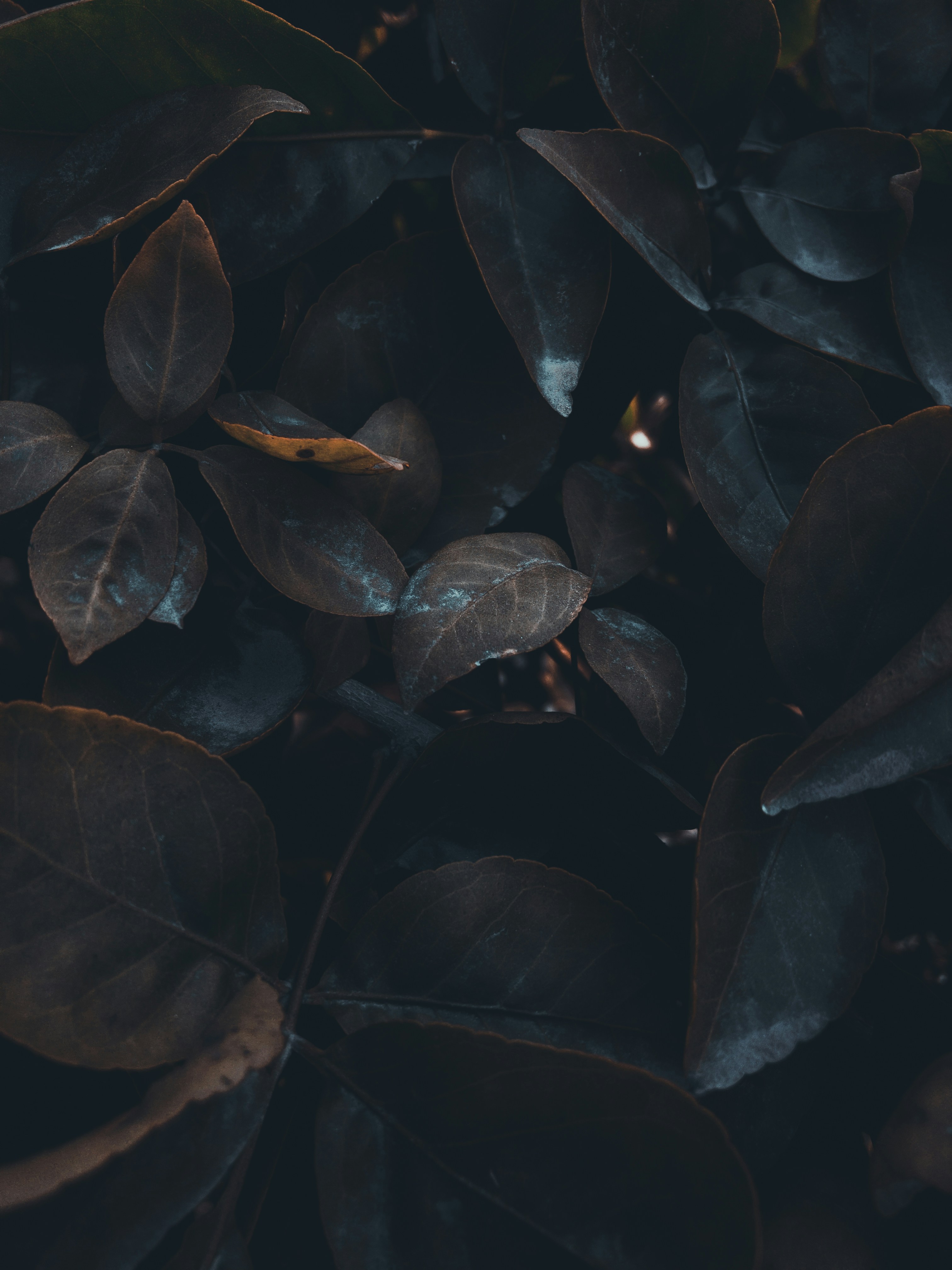 Photo by amritanshdubey