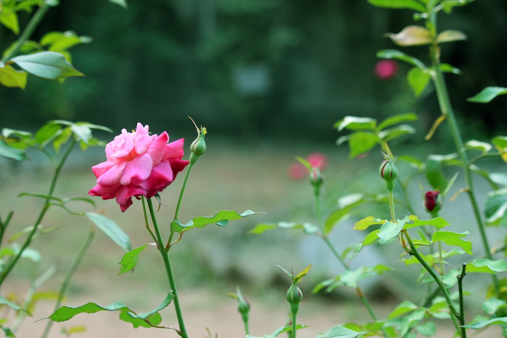 a single pink rose in a field of green leaves