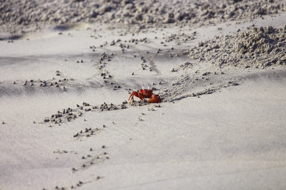 a crab crawling in the sand on a beach