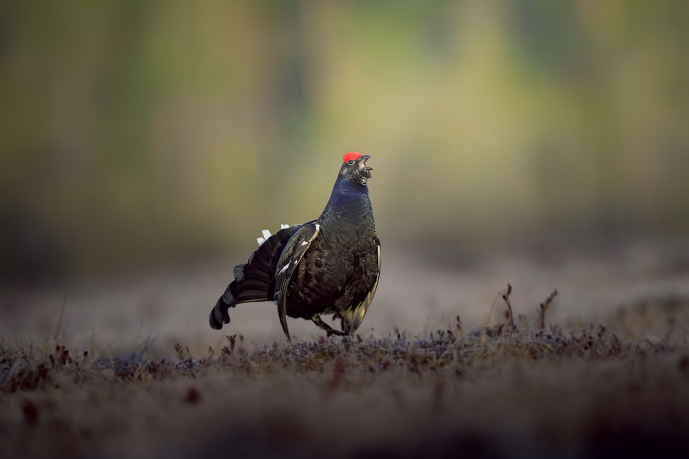 un uccello in piedi sulla cima di un campo coperto di erba