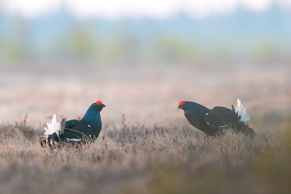 a couple of birds standing on top of a dry grass field