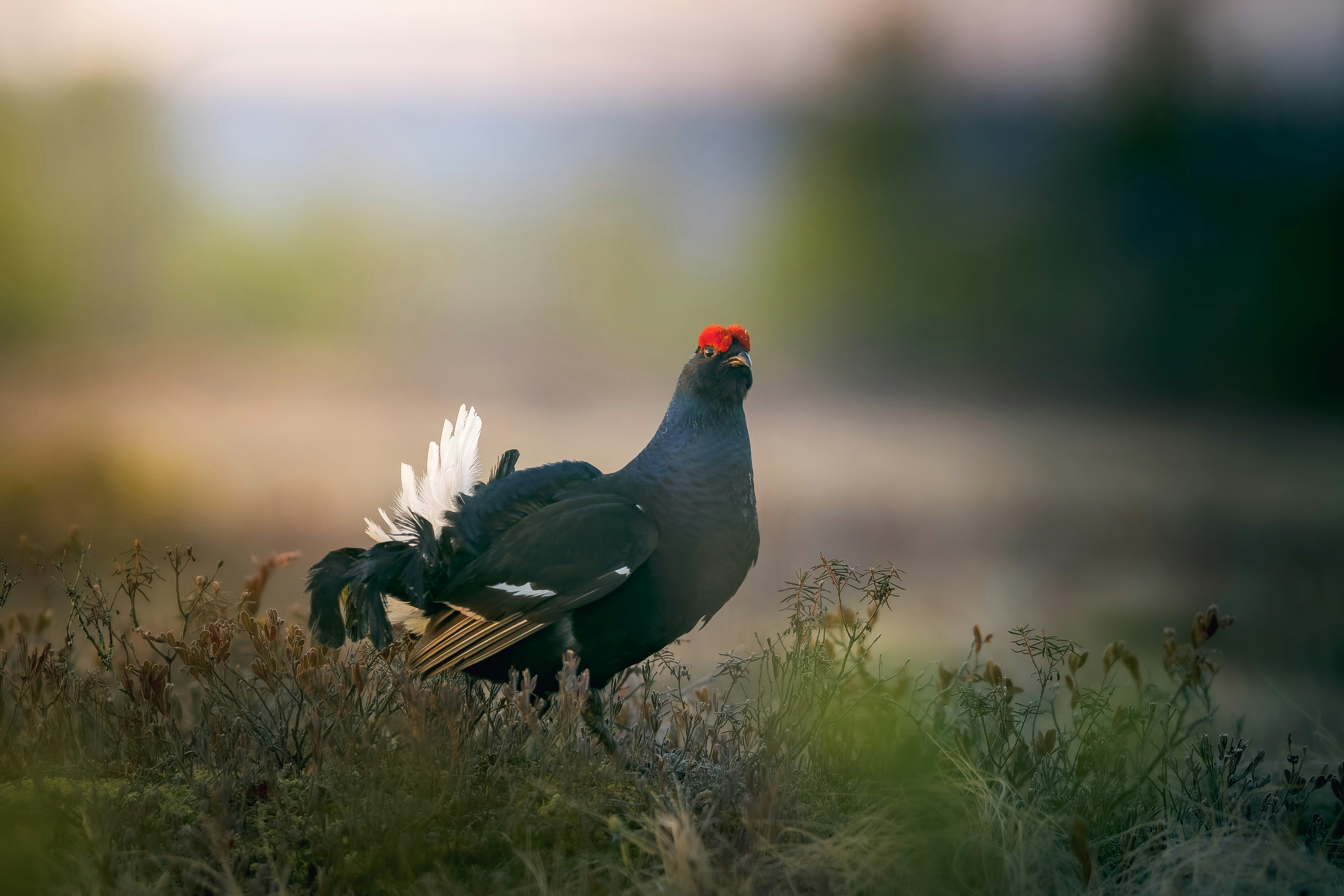 Un oiseau à tête rouge debout dans un champ photo – Photo Animal ...