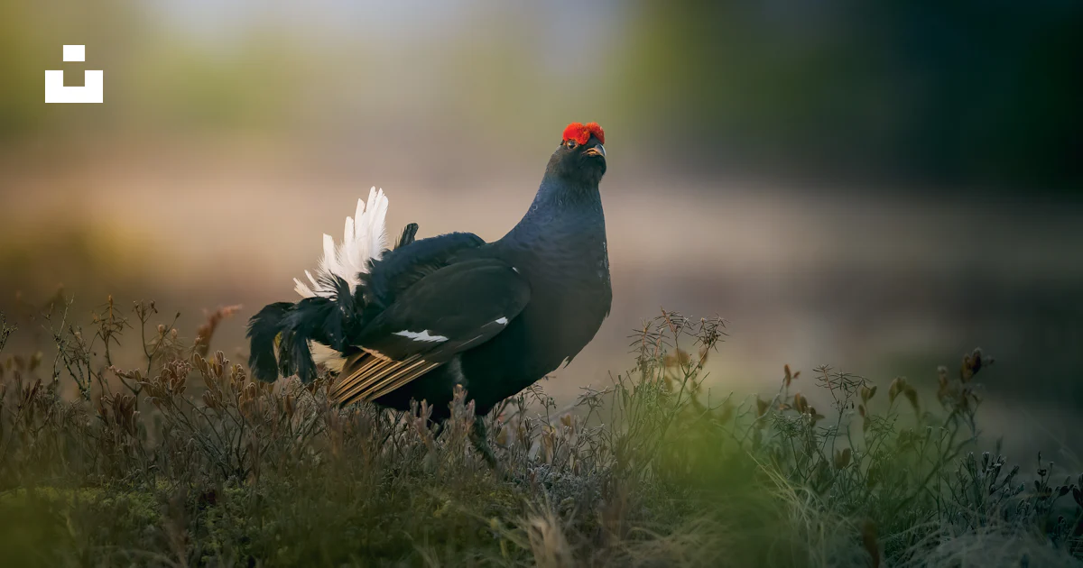 Un oiseau à tête rouge debout dans un champ photo – Photo Animal ...