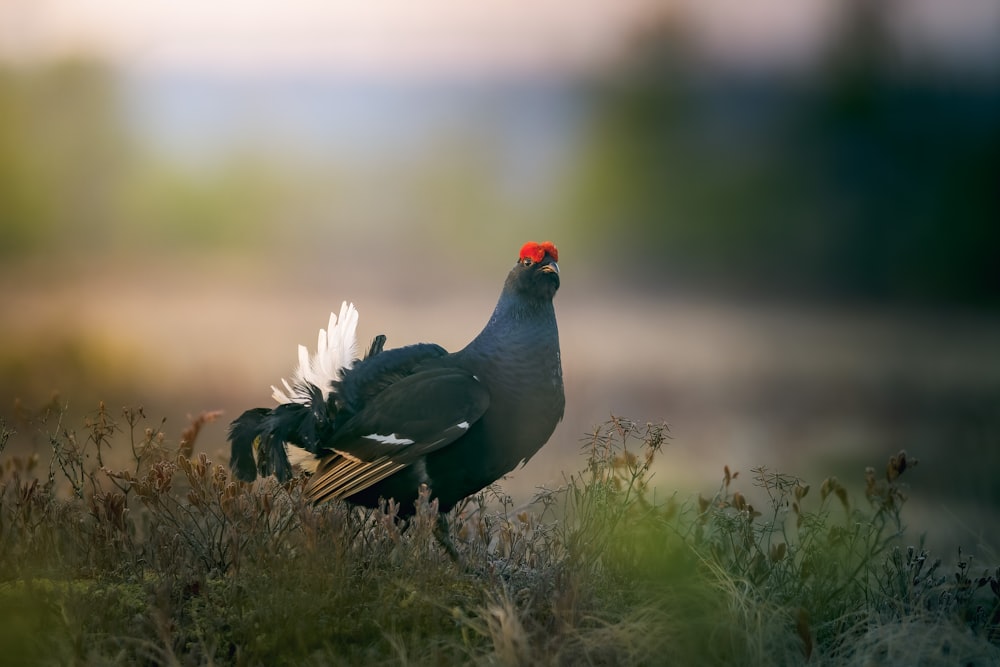 a bird with a red head standing in a field