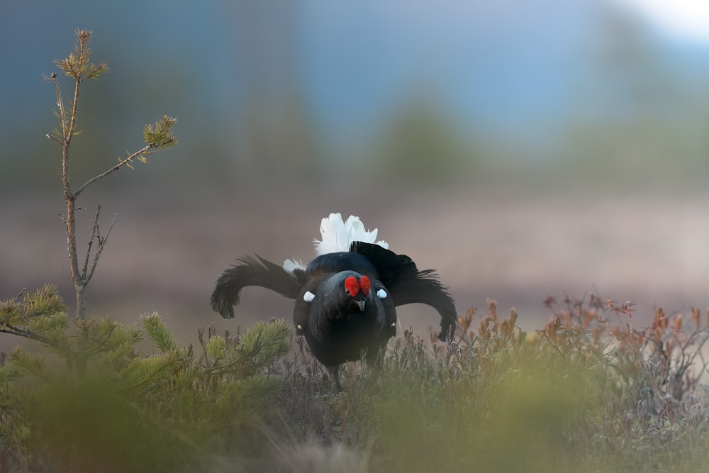 a black bird with red eyes standing in a field