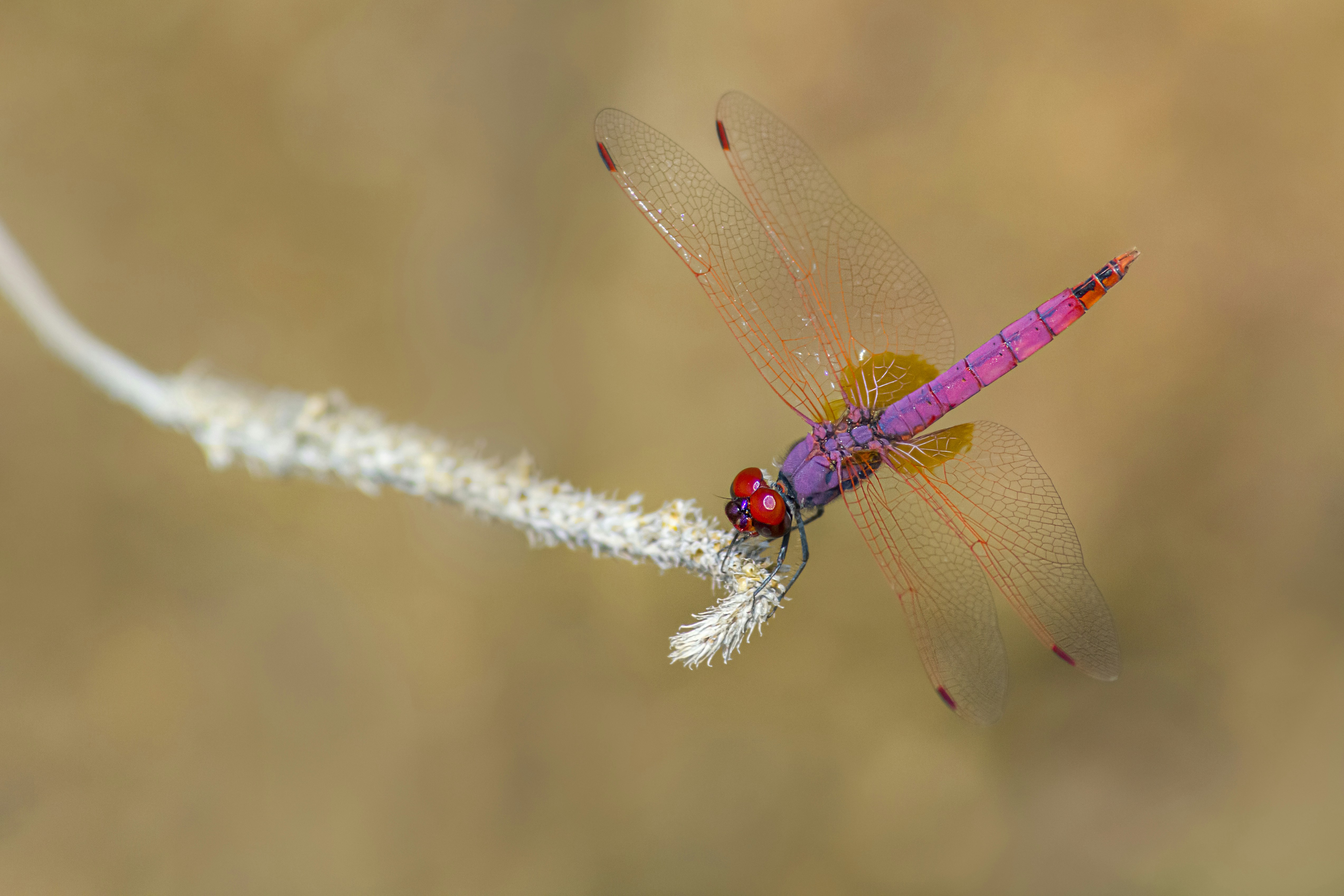 Photo by erik_karits