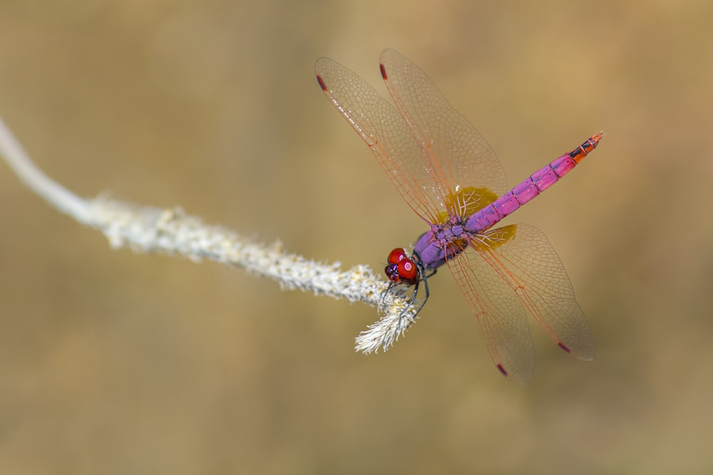 a red and yellow dragonfly sitting on top of a plant