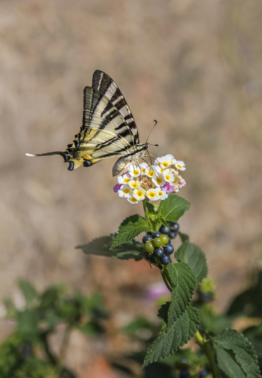 a butterfly sitting on top of a flower