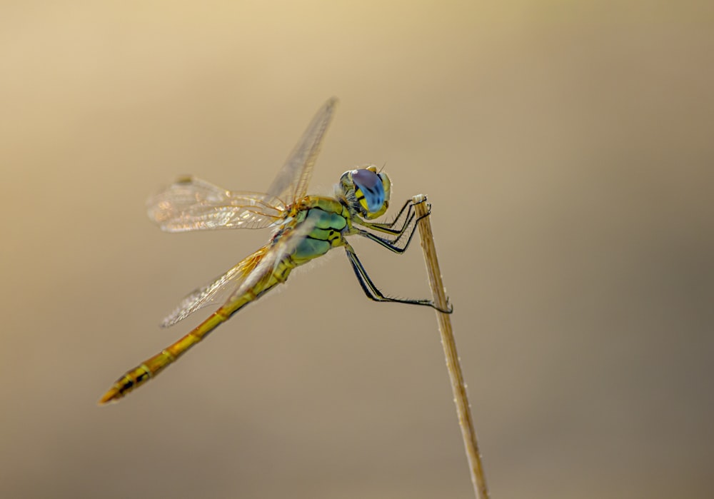 a blue and yellow dragonfly sitting on top of a plant