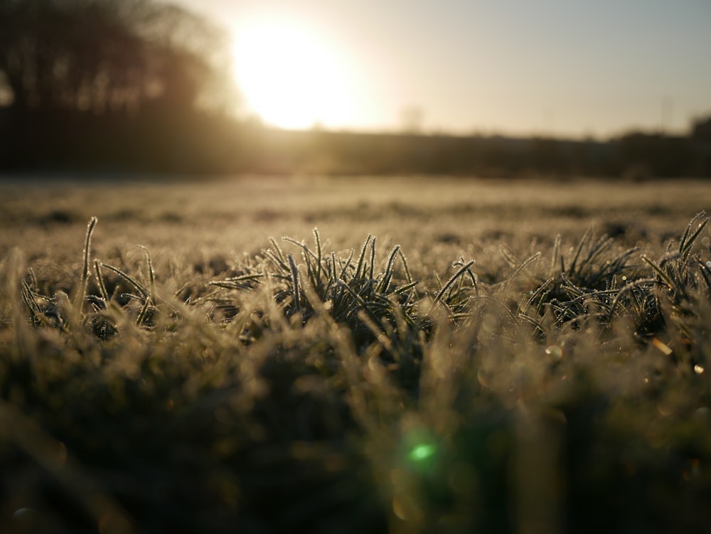 the sun is setting over a field of grass