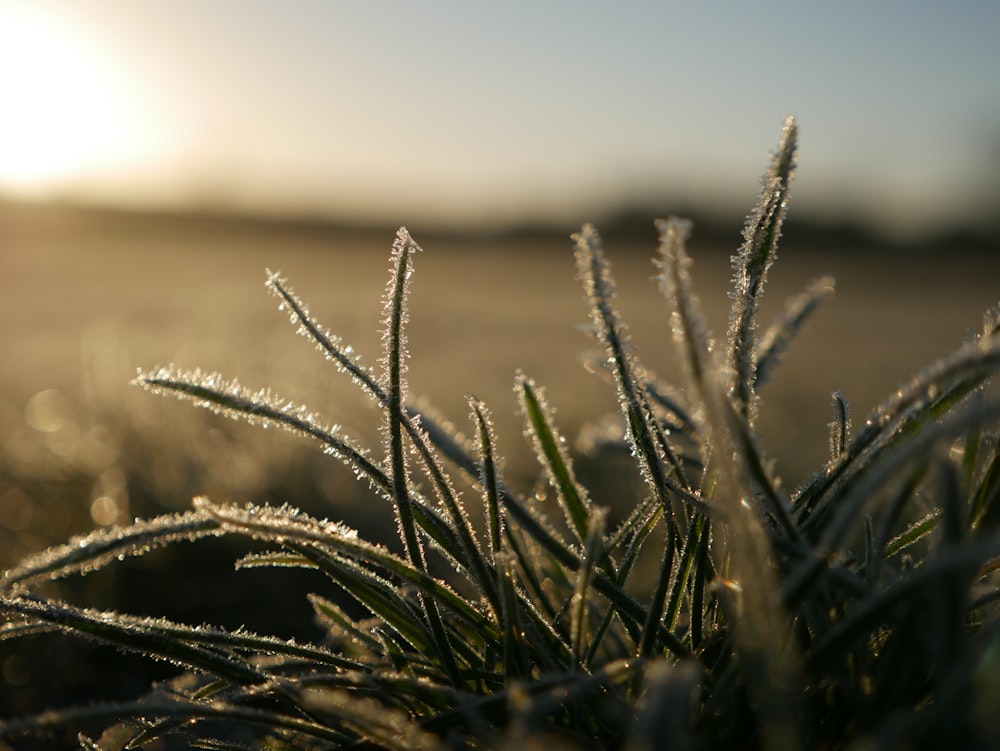 a close up of a grass with the sun in the background