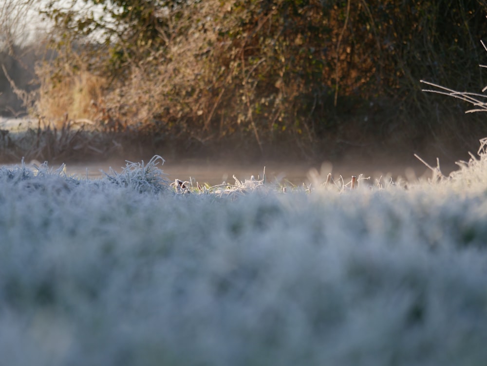 a frosty field with trees and bushes in the background