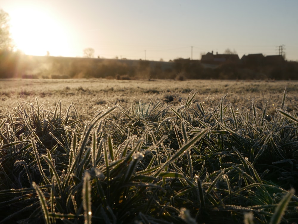 a frosty field with the sun in the background