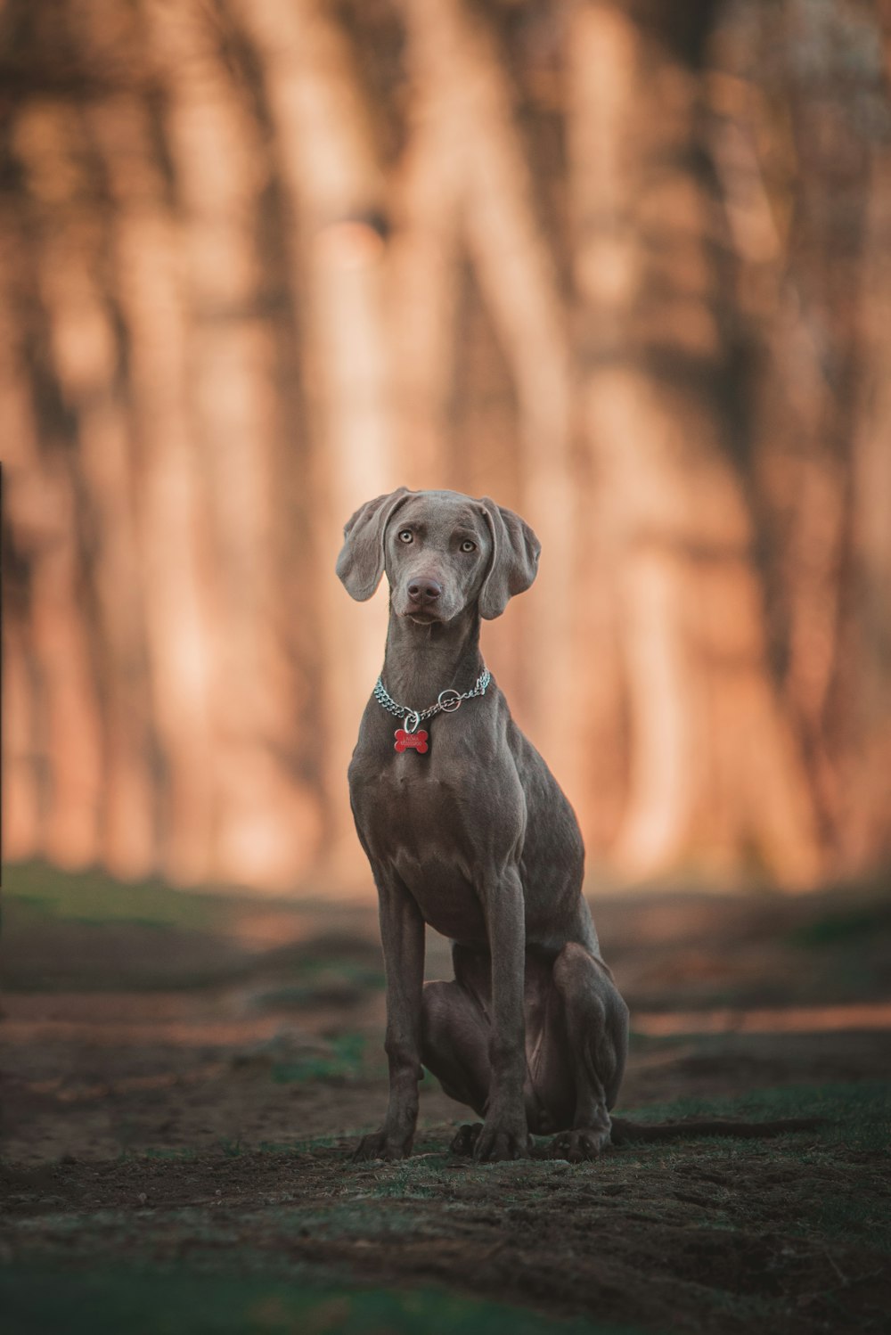 a dog sitting in the middle of a forest