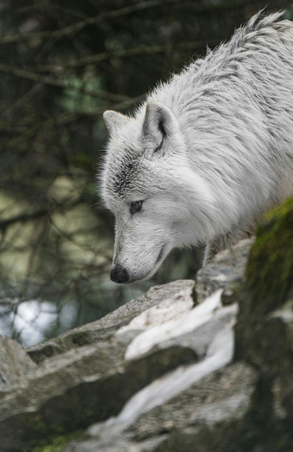 a white wolf standing on top of a rock