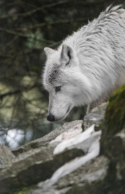 A white wolf is captured in profile as it stands atop a rocky terrain, surrounded by a forested background. The wolf's fur is dense and appears slightly wet, suggesting a damp environment. Its eyes are focused intently ahead, giving an impression of alertness and intelligence.