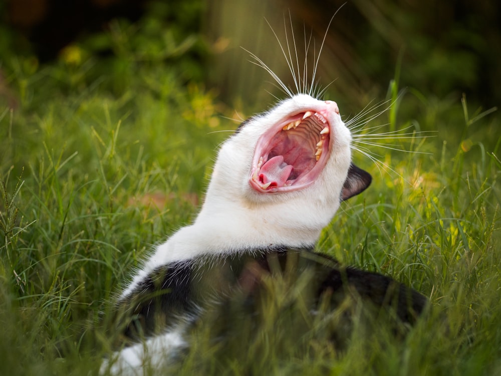 a black and white cat yawning in the grass