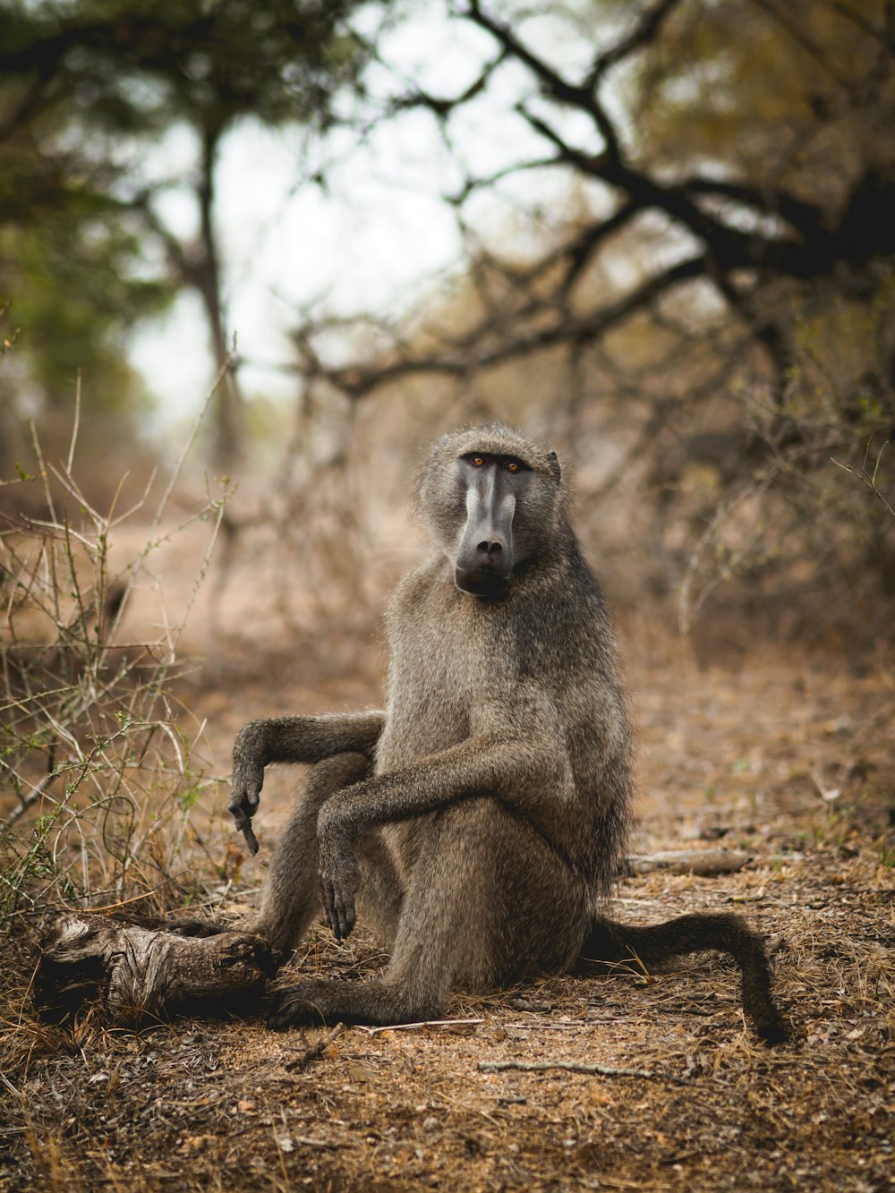 a baboon sitting in the middle of a forest