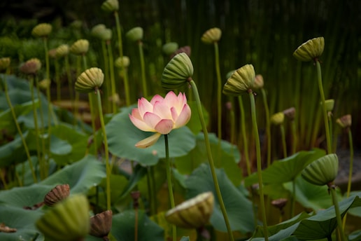 A serene green lotus flower blooming gently against a soft beige background, symbolizing growth and renewal.