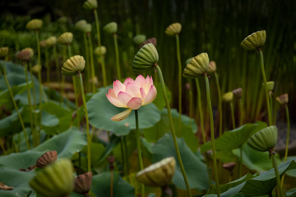 eine rosa und weiße Blume, umgeben von grünen Blättern