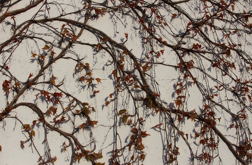 the branches of a tree are covered with leaves