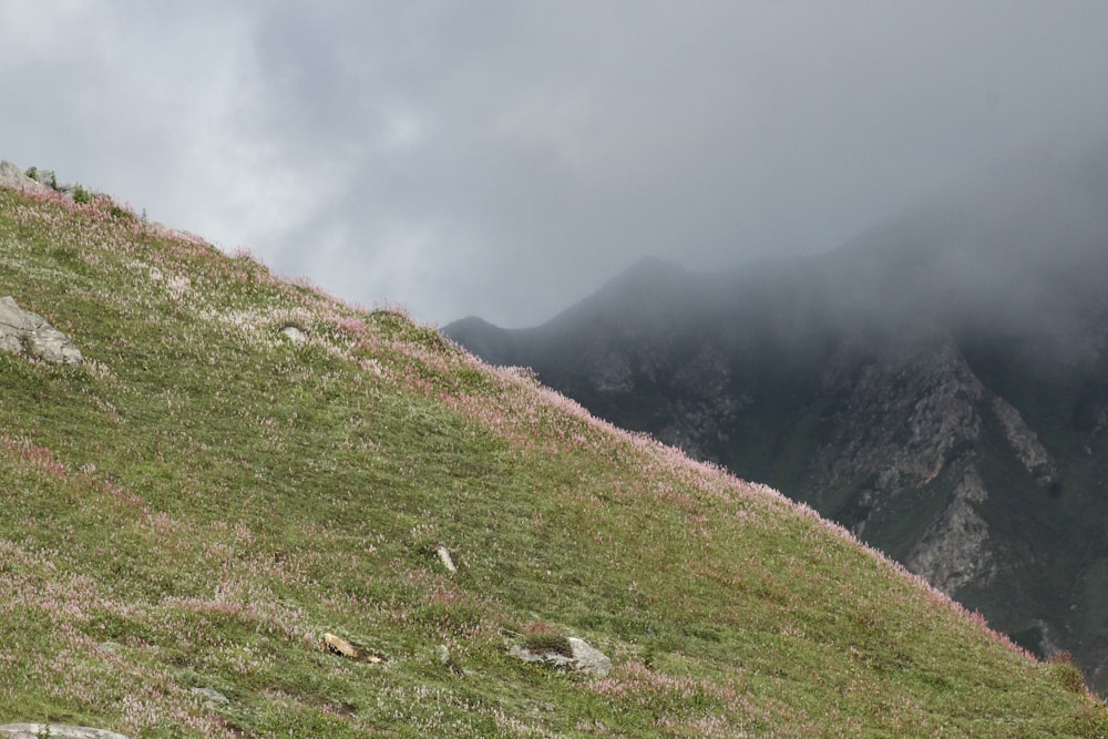 a sheep standing on top of a lush green hillside