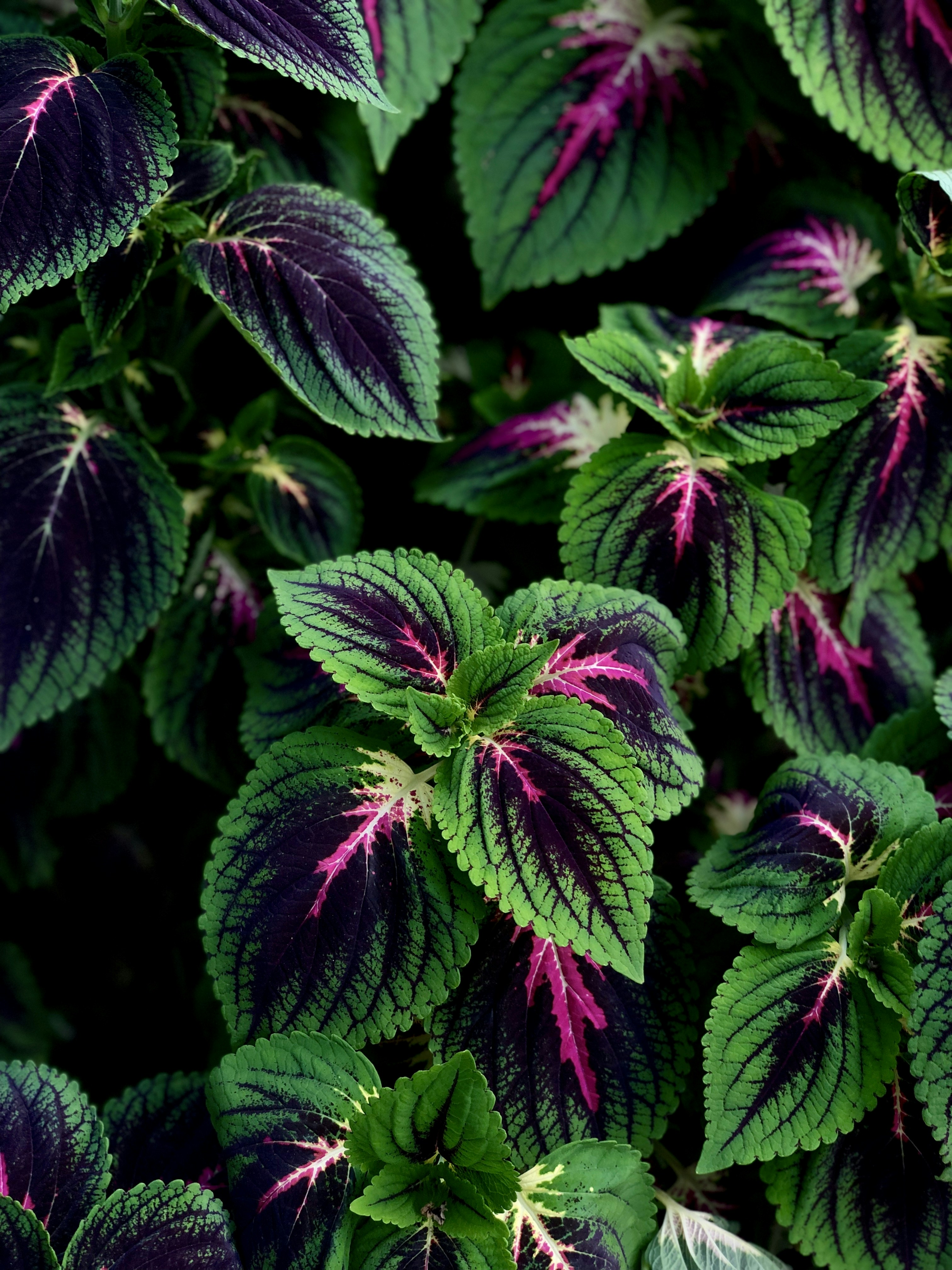 Photo by whoisthisaslan