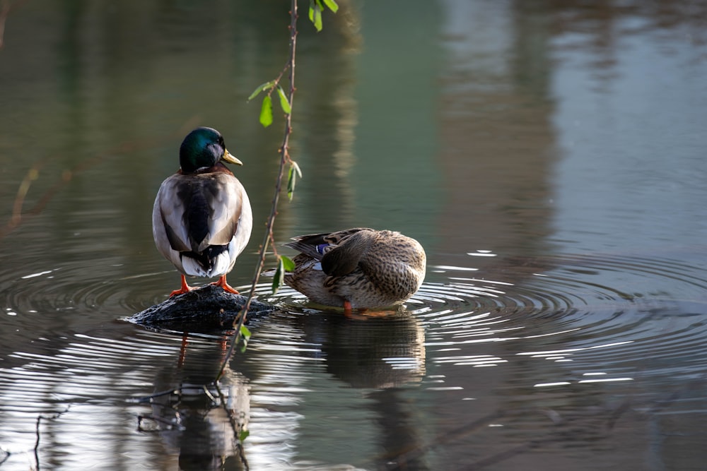 a couple of ducks standing on top of a body of water