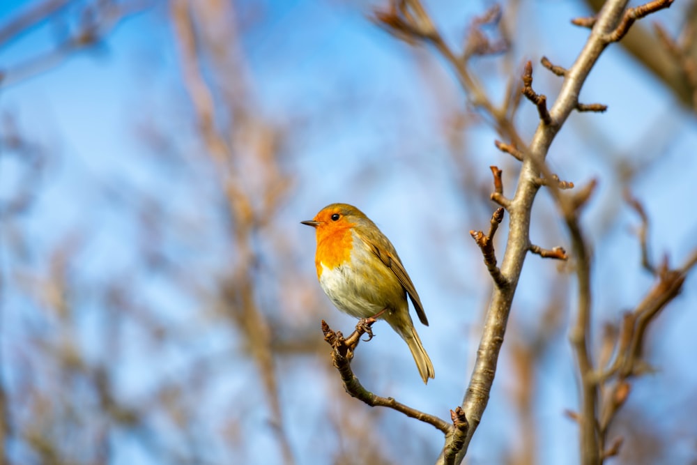 a small bird perched on top of a tree branch