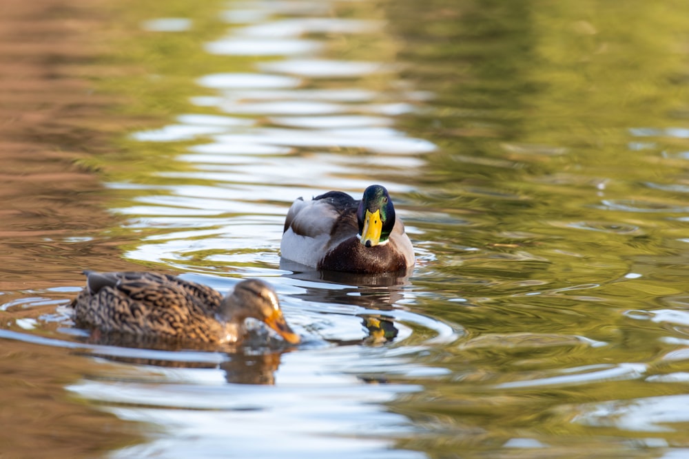 a couple of ducks floating on top of a lake