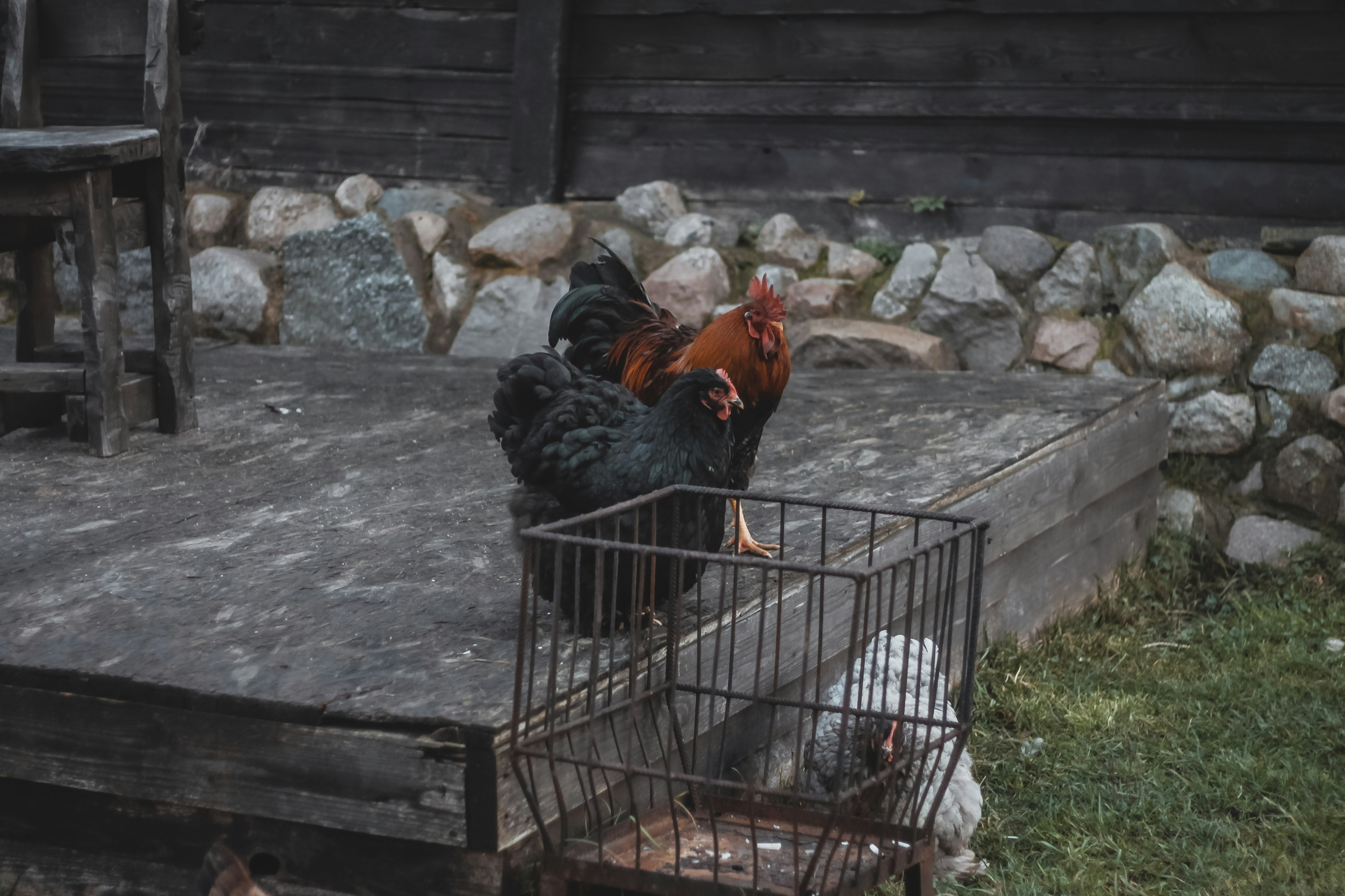 Rooster and chicken in cage