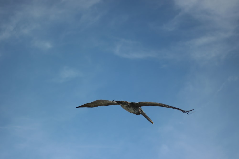 a large bird flying through a blue sky