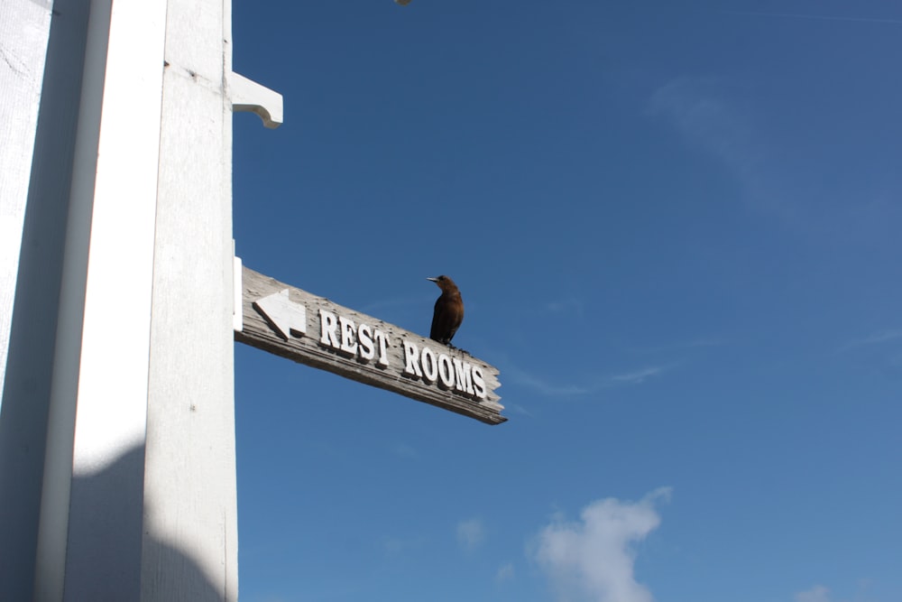 a bird is sitting on a sign post