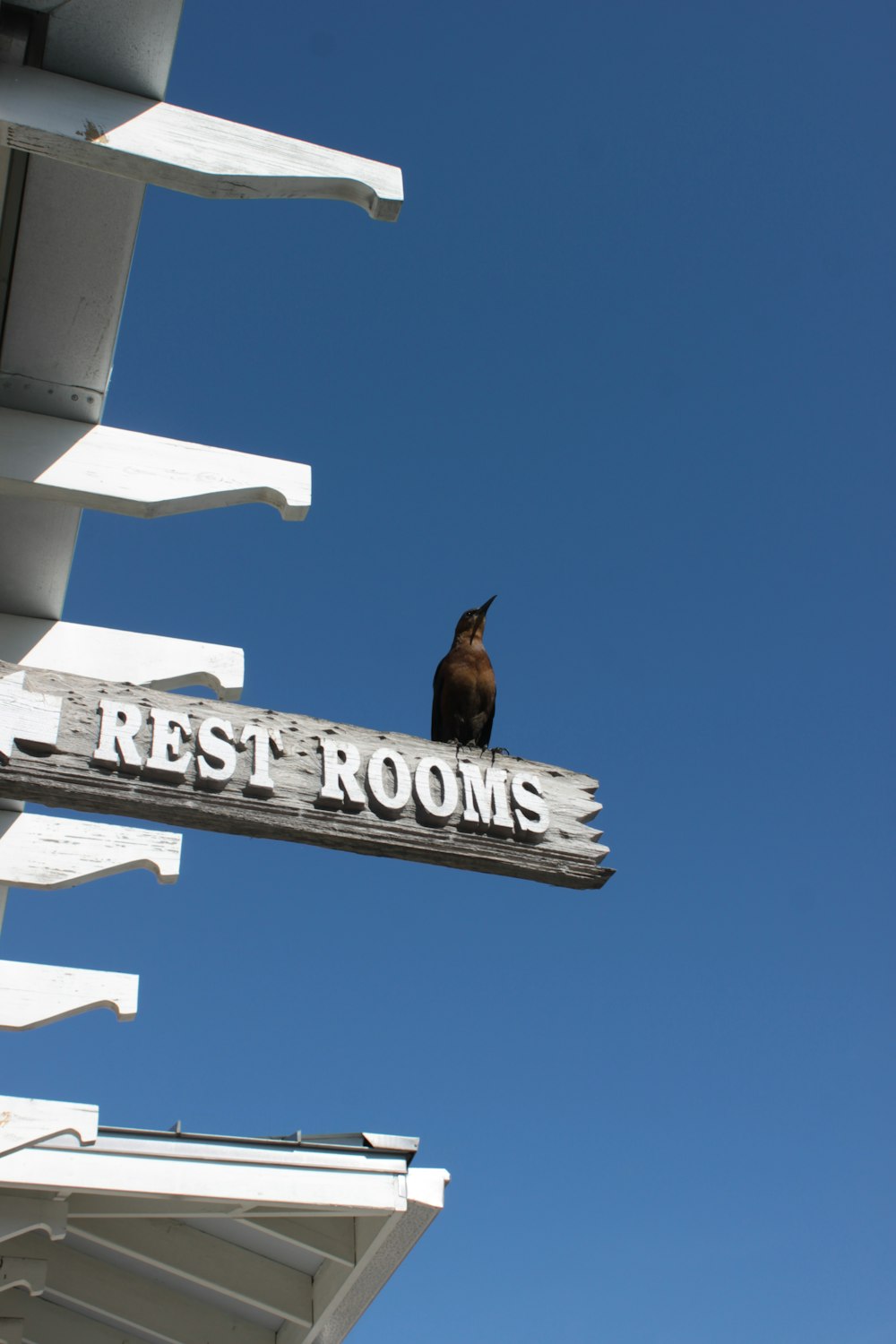 a bird is perched on a rest room sign