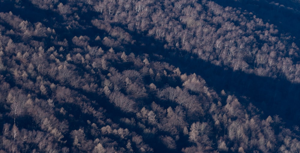 a plane flying over a forest filled with lots of trees